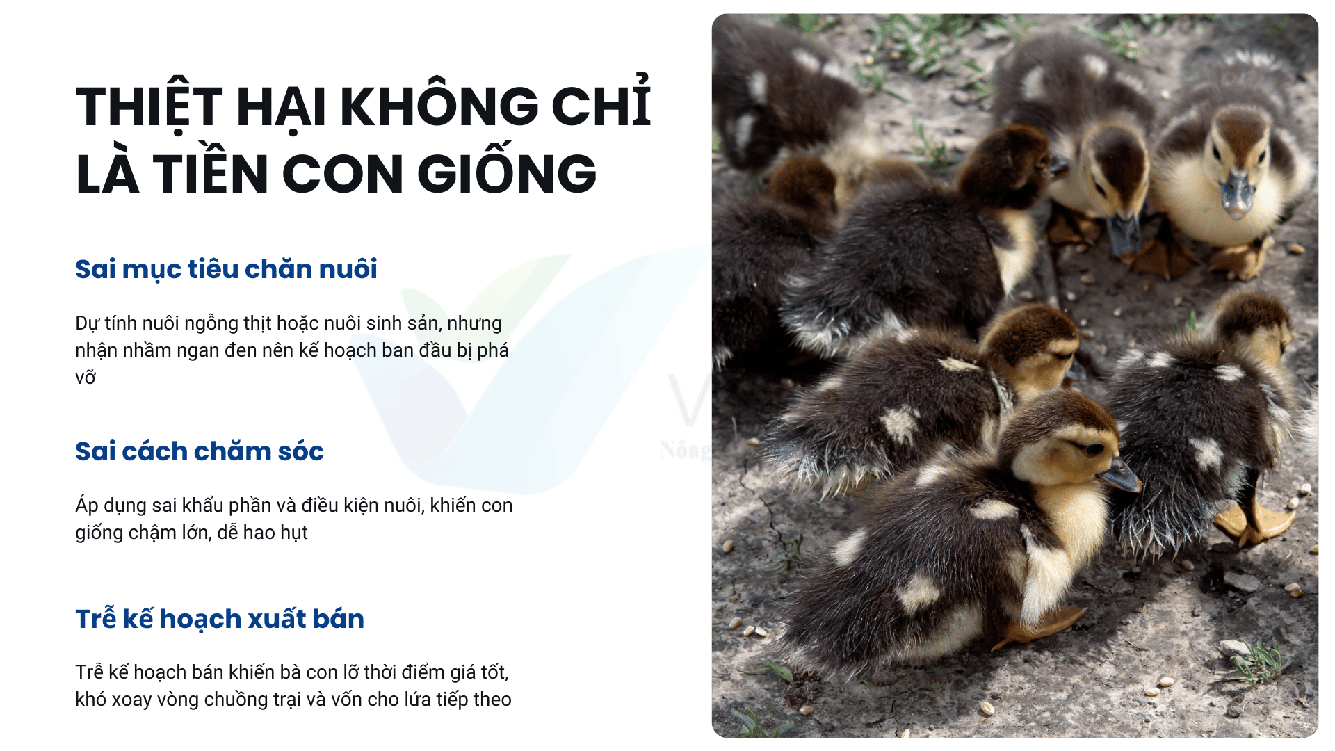 Cảnh báo mua ngỗng qua mạng